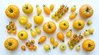 Assorted yellow and golden tomatoes of various sizes and shapes arranged on white background, including heirloom varieties, cherry tomatoes, and vine tomatoes for culinary, food styling, recipe development, and agricultural content.