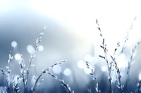 Delicate grass silhouettes against soft blue bokeh background create dreamy natural atmosphere, suitable for wellness and meditation designs.