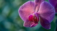 Purple orchid flower blooming with delicate petals and intricate center details against soft blurred green background for spa wellness and nature themes.