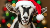 Adorable baby goat wearing red Santa hat with festive Christmas bokeh lights background for holiday greeting cards and seasonal farm animal designs.