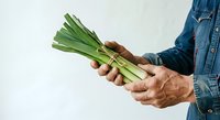 Mature male farmer with weathered hands holding fresh green leeks against white background, suitable for agricultural, farming, organic produce, and food industry marketing materials.