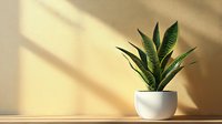 Snake plant in white ceramic pot on wooden shelf with warm sunlight shadows creating minimalist home decor atmosphere for interior design projects.
