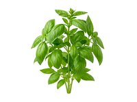 Fresh green basil plant with vibrant leaves isolated on white background, ready for culinary, gardening, and design applications.