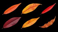 Autumn leaves in various shades of orange, yellow, red, and brown isolated on transparent background. Ready for t-shirt designs, clipart, stickers, sublimation, print-on-demand products and digital crafts.