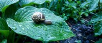Small garden snail crawling on wet green leaf with water droplets after rain in lush foliage creating peaceful nature scene for organic gardening concepts.