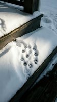 Animal paw prints embedded in fresh snow on wooden dock boards, winter wildlife tracking scene for nature and seasonal content.