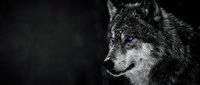 Majestic gray wolf portrait with piercing blue eyes against dark background, wildlife predator in natural habitat showcasing strength and wilderness beauty.
