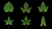 Isolated green leaves collection on transparent background, ready for t-shirt design, clipart, stickers, print-on-demand products, sublimation and digital crafts.