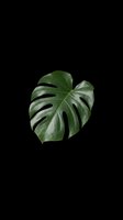 Monstera leaf isolated on transparent background, ready for t-shirts, stickers, clipart, sublimation and print-on-demand designs.