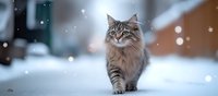 Long-haired Norwegian Forest cat walking in snow with falling snowflakes, soft bokeh background creates magical winter atmosphere, selective focus.