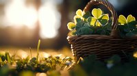 Fresh green shamrock leaves in woven basket against golden sunlight, soft bokeh background creates magical spring atmosphere for St Patrick's Day celebration.