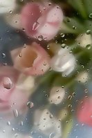Delicate pink roses behind rain-covered glass create dreamy, romantic atmosphere with water droplets catching light for artistic nature photography.