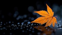 Vibrant orange maple leaf with water droplets on dark wet surface creating autumn seasonal nature background for fall designs and seasonal content.
