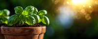 Fresh basil plant growing in terracotta pot against blurred garden background with golden sunlight and bokeh effect, macro view with copy space.