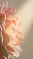 Soft pink rose petals with morning dew drops in warm golden light creating romantic floral background for wedding invitations and greeting cards.