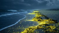 Bioluminescent plankton glowing bright yellow along dark shoreline, creating magical contrast with stormy ocean waves under night sky.