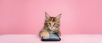 Tabby kitten with paws on smartphone against pink background, representing technology, communication, and pet lifestyle content.