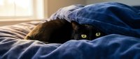 Black cat with bright green eyes peeking out from cozy blue blanket on bed, warm sunlight in background, lazy morning mood.