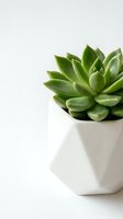 Small green succulent plant in white geometric pot on clean background for home decor and interior design projects.