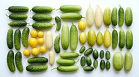Fresh organic cucumbers collection showing various sizes and ripeness stages arranged in organized rows on white background for healthy eating concepts.