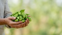 Farmer holding fresh green hop cones in hands against blurred garden background, harvesting organic hops for brewing beer and craft beverage production.