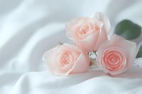 Delicate pink roses lying on soft white silk fabric, creating romantic and gentle composition with subtle shadows and dreamy atmosphere.