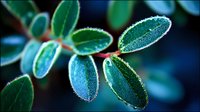 Frost-covered green leaves with morning dew drops creating a sparkling effect against dark blue background.