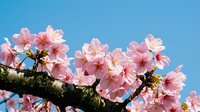 Pink cherry blossom flowers blooming on tree branch against clear blue sky background. Spring sakura petals in full bloom for seasonal nature photography.