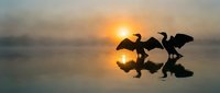 Silhouettes of cormorants with wings spread on calm water at sunrise, reflecting golden light in misty morning atmosphere.