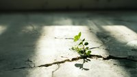 Young green plant sprouting through crack in concrete, symbolizing resilience, hope and nature's persistence against urban environment.
