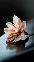 Delicate pink cosmos flower with soft petals resting on reflective surface creating elegant mirror effect against dark blurred background for spa and wellness concepts.