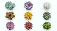 Collection of nine colorful succulent plants arranged in grid pattern on white background, isolated for design projects and botanical decoration.
