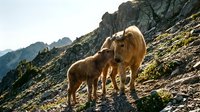 Mother sheep with lamb grazing on rocky mountain slope during golden hour sunset light creating warm pastoral scene for outdoor adventure content.
