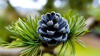 Frost-covered blue pine cone nestled among vibrant green needles in winter garden, macro nature photography showing seasonal transformation and natural details.
