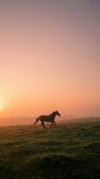Wild horse running across open grassland field during golden hour sunset with dramatic orange pink sky creating silhouette against horizon for nature wildlife concepts.