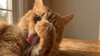 Orange tabby cat grooming with pink tongue out, domestic pet cleaning fur in warm sunlight indoors for animal care and feline behavior content.