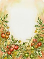 Watercolor tomato plant border with ripe red and green fruits, flowering stems, and foliage on cream background. Isolated botanical frame for garden, recipe, menu, and agricultural design projects.