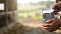 Farmer holding metal cup of fresh milk outdoors on rural farm, agricultural production and dairy farming concept for food industry and countryside lifestyle.