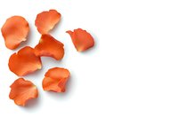 Orange rose petals scattered on white background, isolated elements for romantic design projects and wedding decorations. Soft delicate floral composition.
