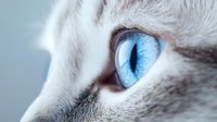 Close-up macro shot of white cat with intense bright blue eye, showing detailed iris texture and fur around eye area in artistic pet photography.