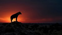 Silhouetted hyena standing on rocky outcrop against dramatic orange and red sunset sky, wildlife scene for nature and animal content.
