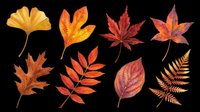 Autumn leaves collection in warm orange, red, and golden tones isolated on transparent background. Ready for t-shirt designs, clipart, stickers, sublimation, print-on-demand products and digital crafts.