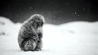 Young Japanese macaque monkey sitting in snow during winter snowfall in black and white monochrome style for wildlife photography and nature concepts.