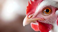 Close-up macro shot of white rooster head with bright red comb and wattles showing detailed eye, beak and feather texture against blurred background.