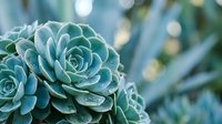Close-up of blue-green succulent plants with rosette formations and soft bokeh background for natural home decor and gardening concepts.