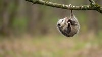 Adorable baby sloth hanging upside down from tree branch in natural forest habitat displaying cute wildlife behavior and tropical rainforest biodiversity.