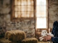 Young white goat held in hands of farmer wearing dark clothing inside rustic stone barn with wooden window and hay, suitable for agriculture and farm lifestyle content.