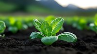 Young green lettuce seedling growing in rich dark soil with blurred agricultural field and mountains in background for organic farming and sustainable agriculture.