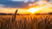 Golden wheat field at sunset with dramatic sky and warm sunlight creating peaceful agricultural landscape for farming and harvest concepts.