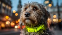 Small terrier dog wearing bright green reflective collar on urban street at dusk with glowing city lights creating beautiful bokeh background for pet safety concept.